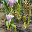 Sivun Ipomoea calobra Hill & F. Müll. kuva