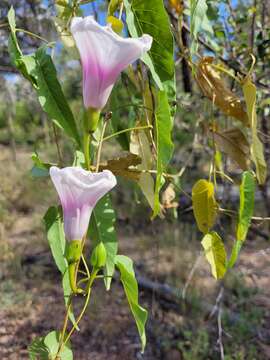 Ipomoea calobra Hill & F. Müll.的圖片