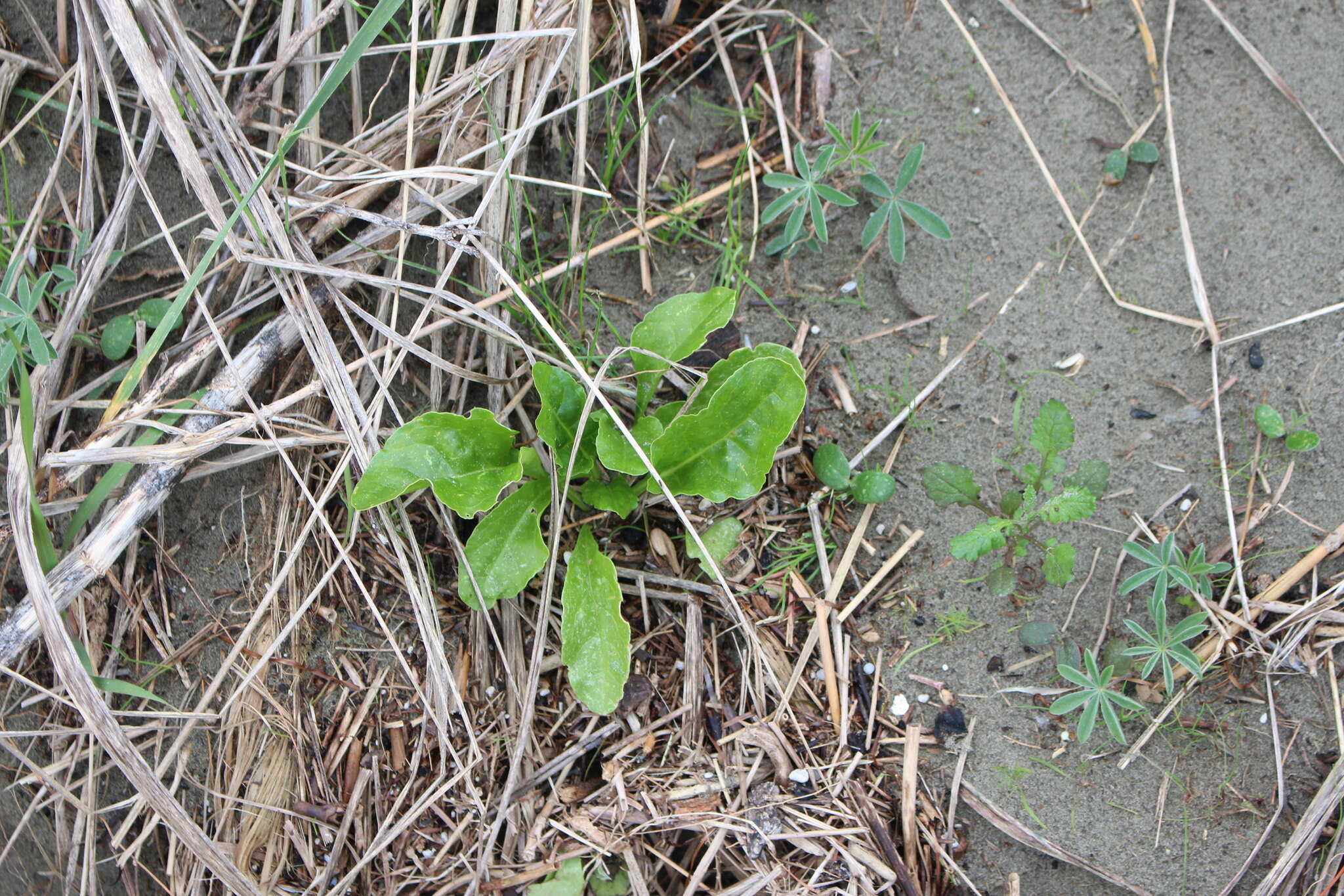 Image of common beet