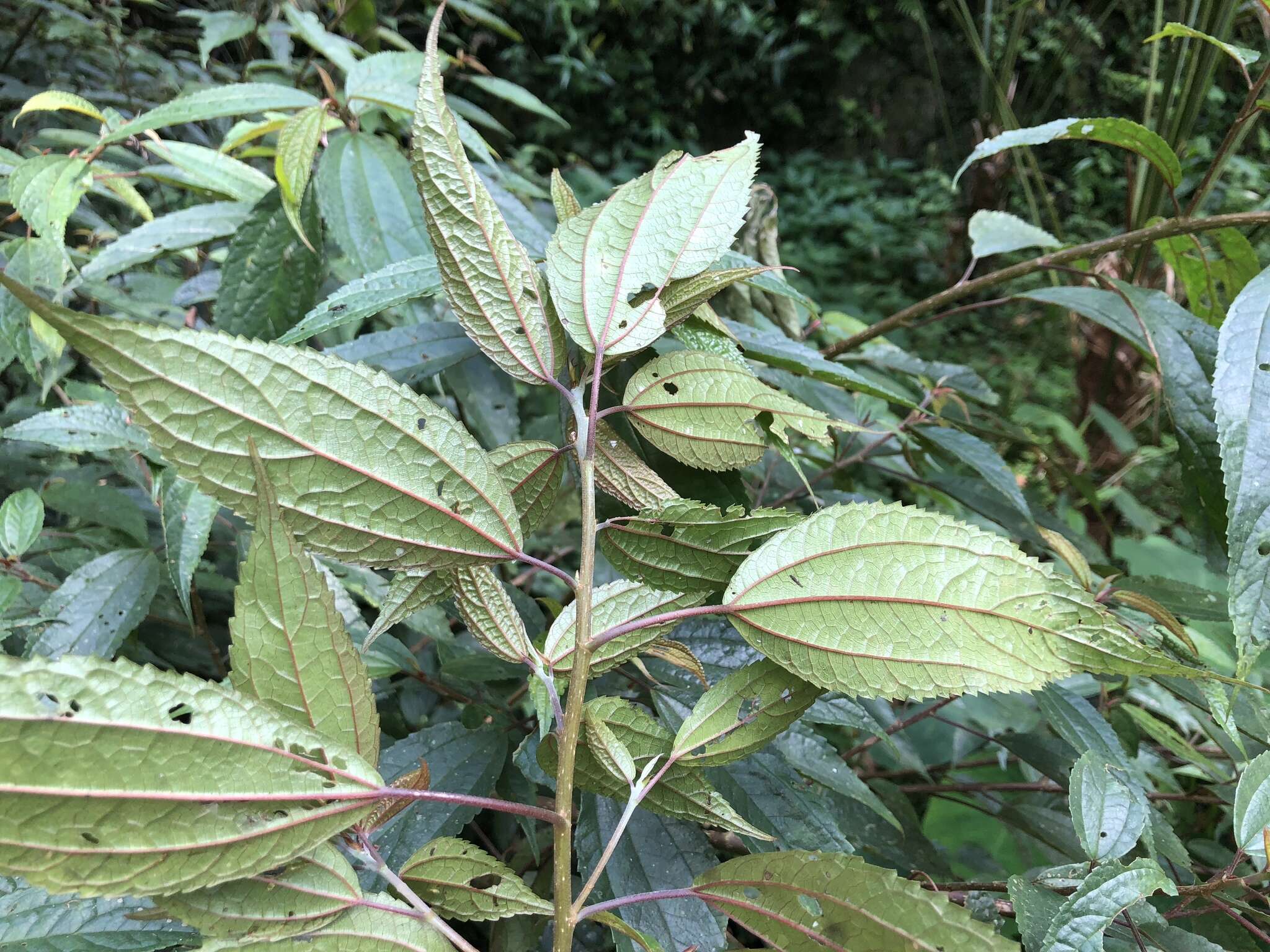 Imagem de Oreocnide pedunculata (Shirai) Masam.