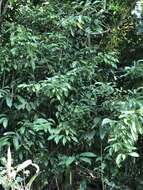 Image of laurel-leaf snailseed