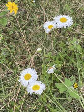 Image of Erigeron delphinifolius Willd.