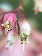 Image of pink alumroot