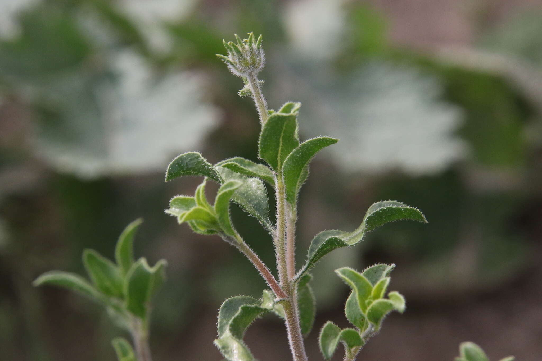 Image of Encelia frutescens var. frutescens