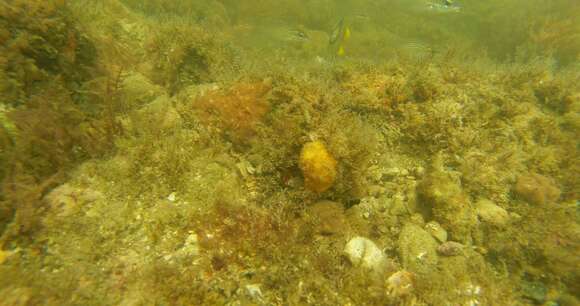 Image of Horseshoe butterflyfish