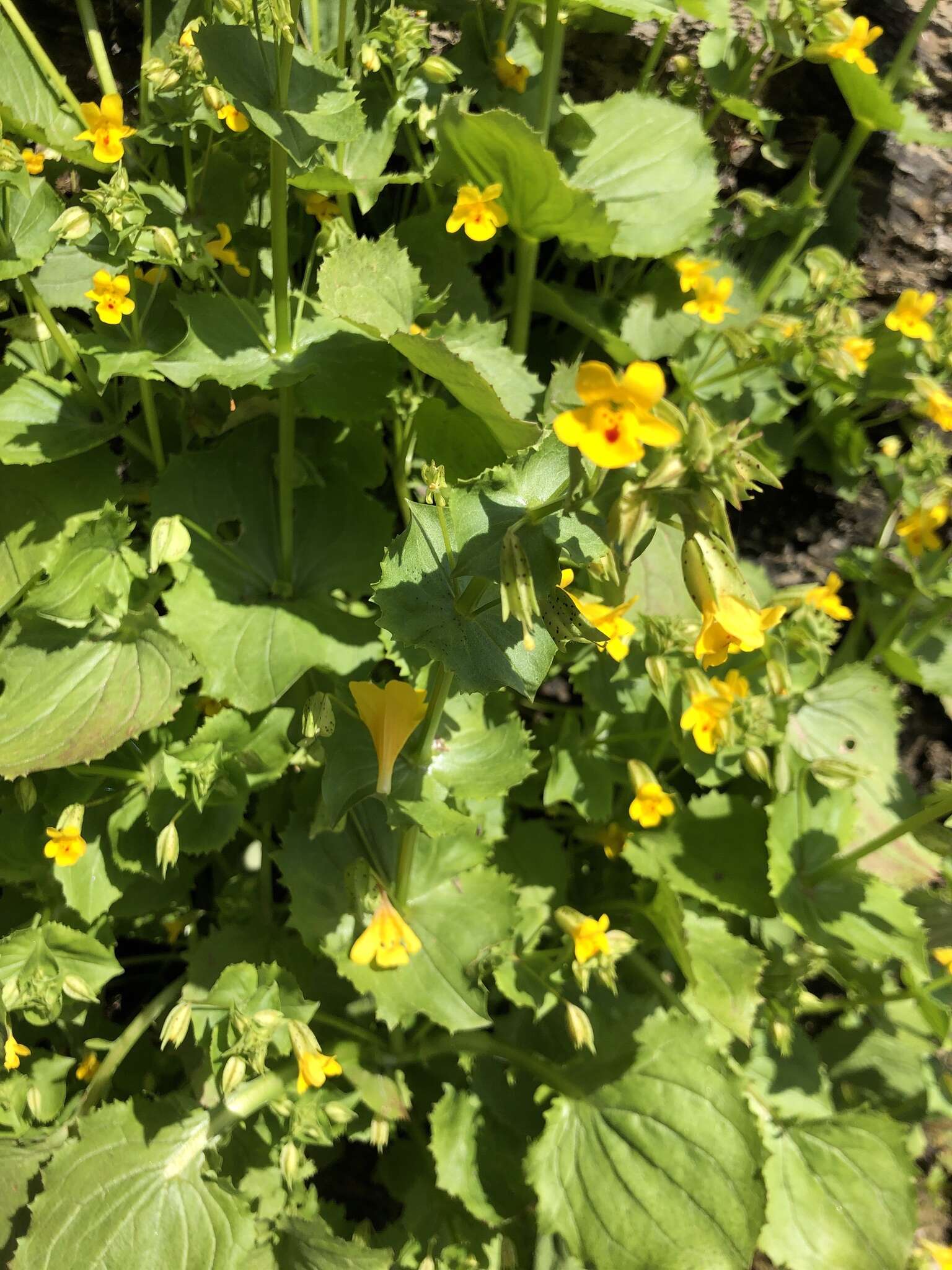 Image of Erythranthe nasuta (Greene) G. L. Nesom