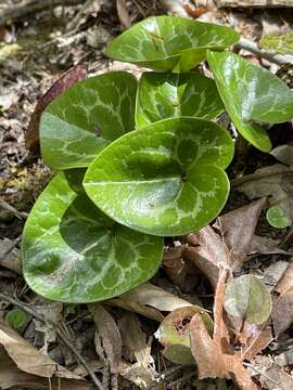 Image of largeflower heartleaf