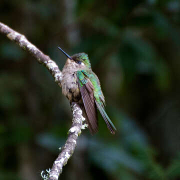 Image of Black-breasted Plovercrest