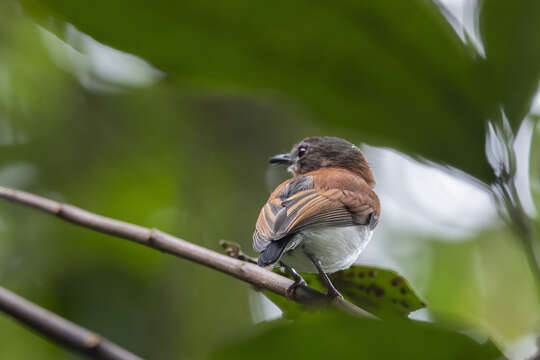 Слика од Platysteira castanea Fraser 1843