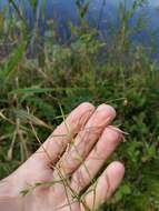 Image of longleaf starwort