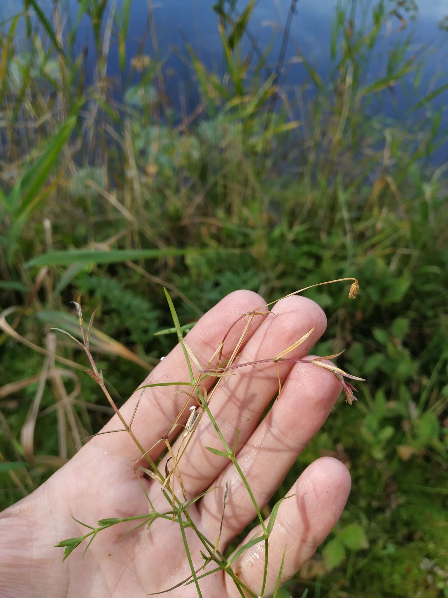 Imagem de Stellaria longifolia (Regel) Muhl. ex Willd.