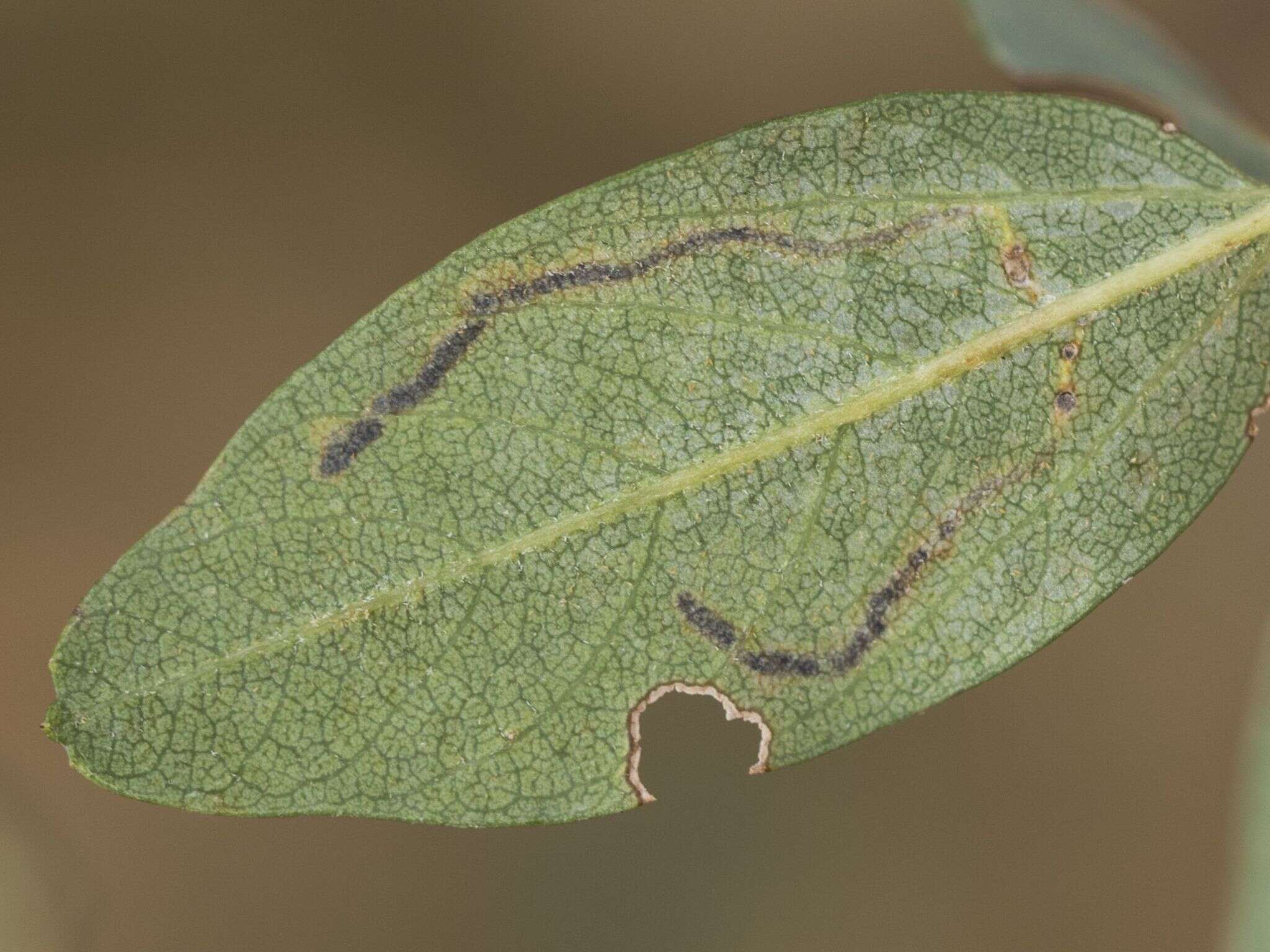 Image of Tischeria ceanothi Walsingham 1890