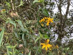 صورة Bidens rubifolia Kunth