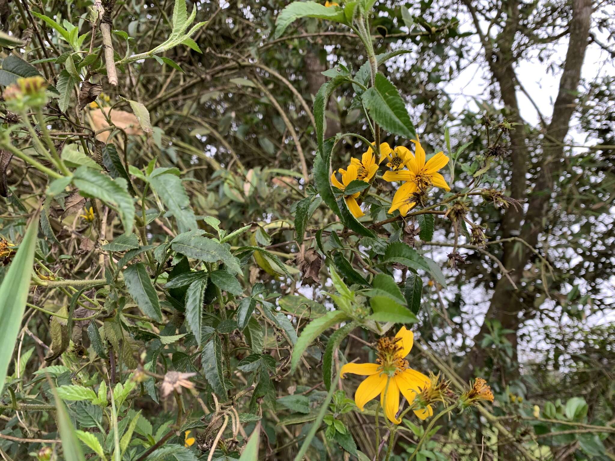 Image of Bidens rubifolia Kunth