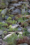 Image of Fendler's meadow-rue