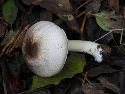 Image of Dark scaled mushroom