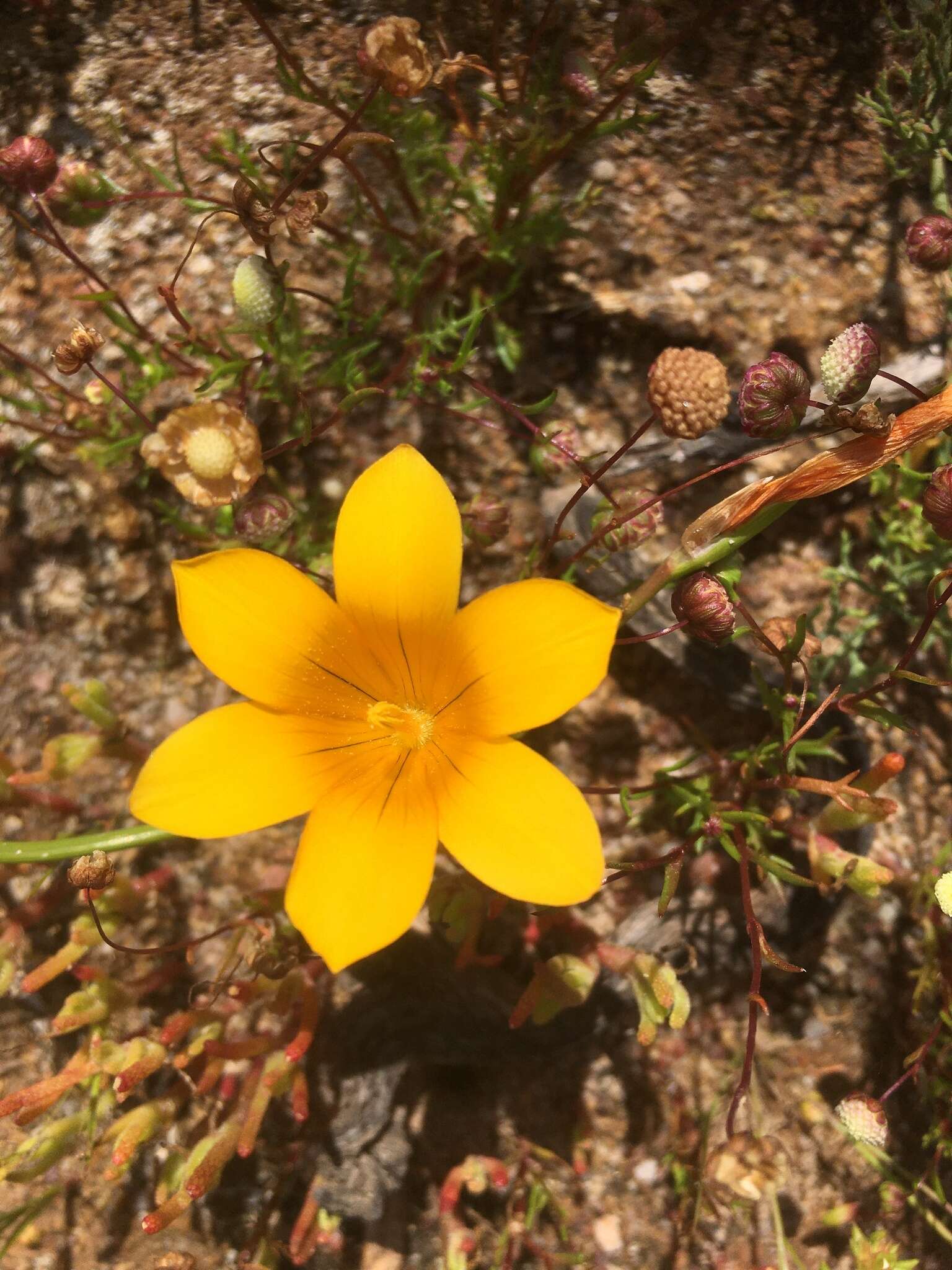 Image of Romulea saldanhensis M. P. de Vos