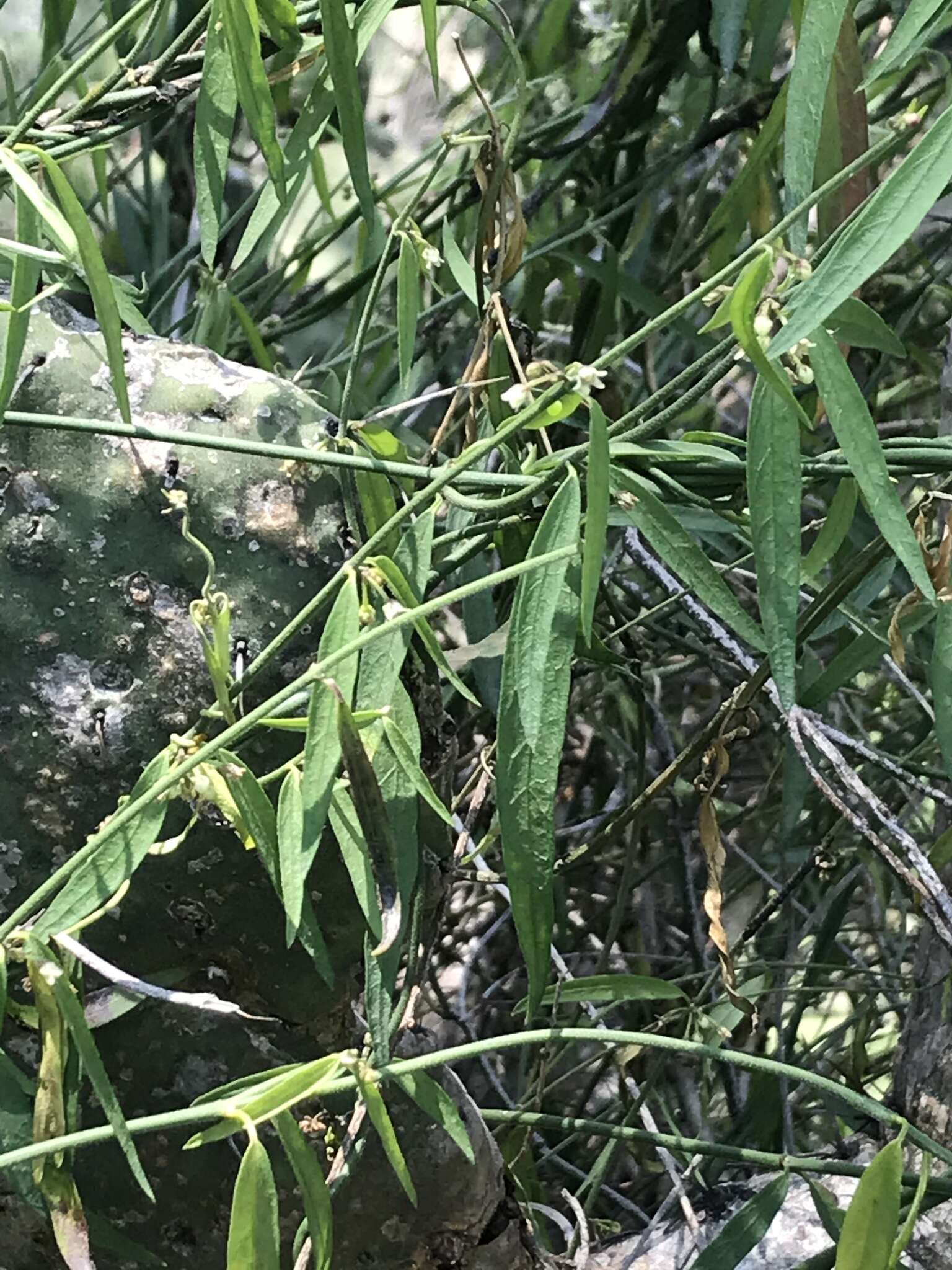 Image of Wiggins' swallow-wort