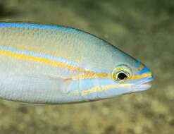 Image of Blue-faced whiptail