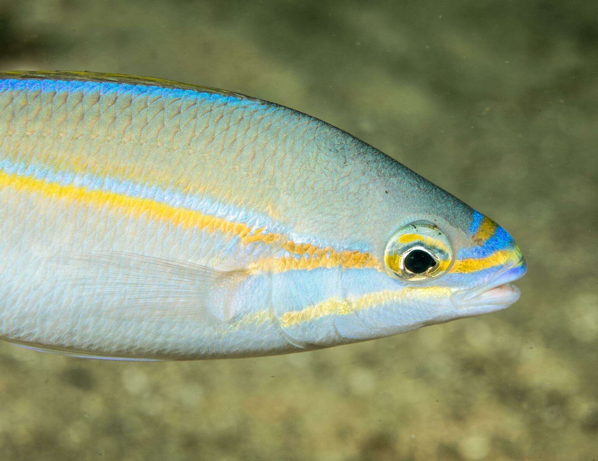 Image of Blue-faced whiptail