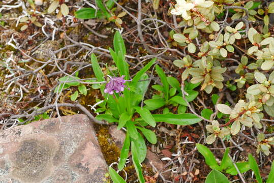 Image of Nardostachys