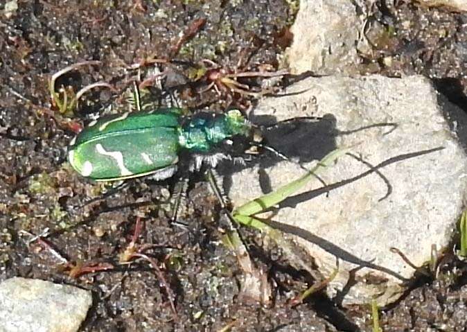 Image of Cicindela (Cicindela) tranquebarica sierra Leng 1902