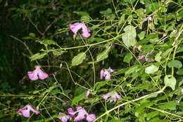 Image of Purple Clematis