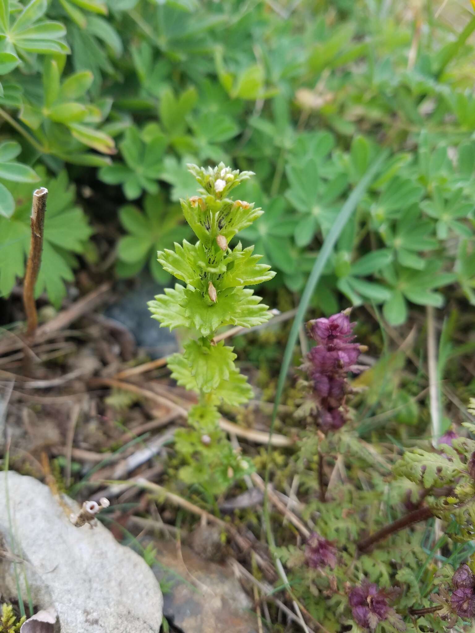 Image of subalpine eyebright