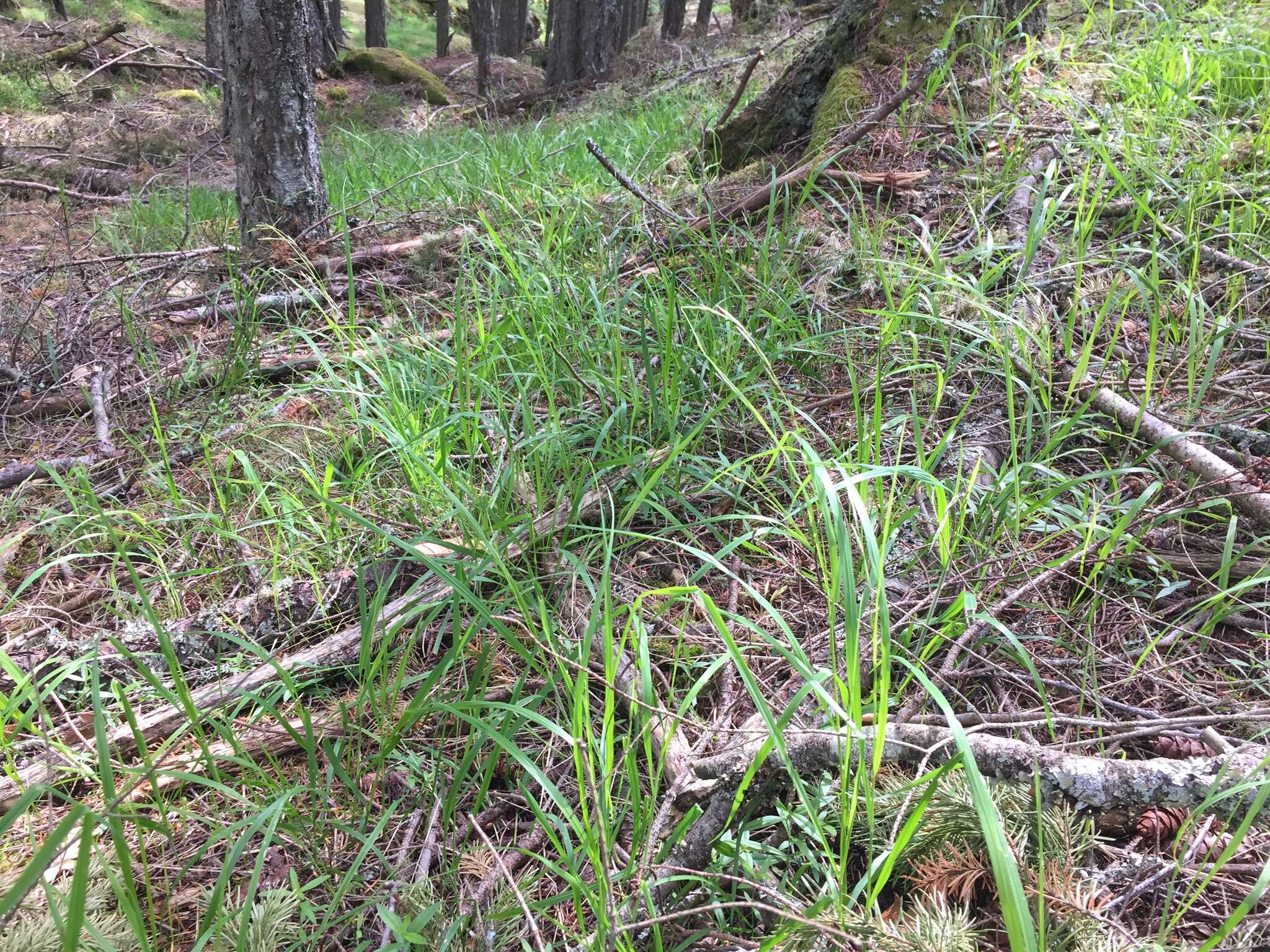 Image of Alaska oniongrass