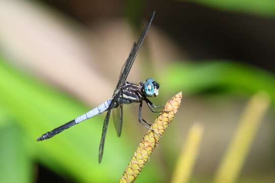 Image of Gray-waisted Skimmer