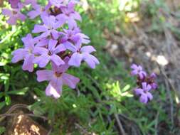 Image of Glandularia atacamensis (Reiche) J. M. Watson & A. E. Hoffm.