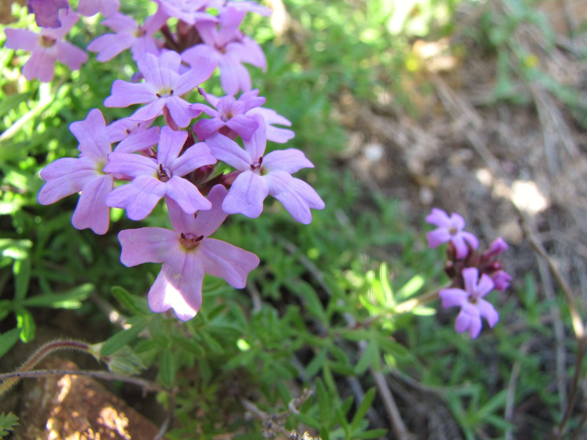 Image of Glandularia atacamensis (Reiche) J. M. Watson & A. E. Hoffm.