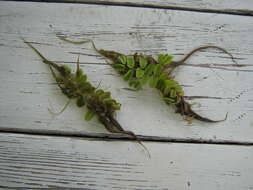 Image of floating watermoss