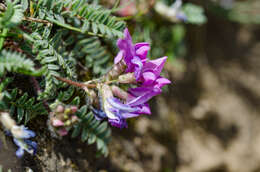 Image of Oxytropis neglecta Ten.