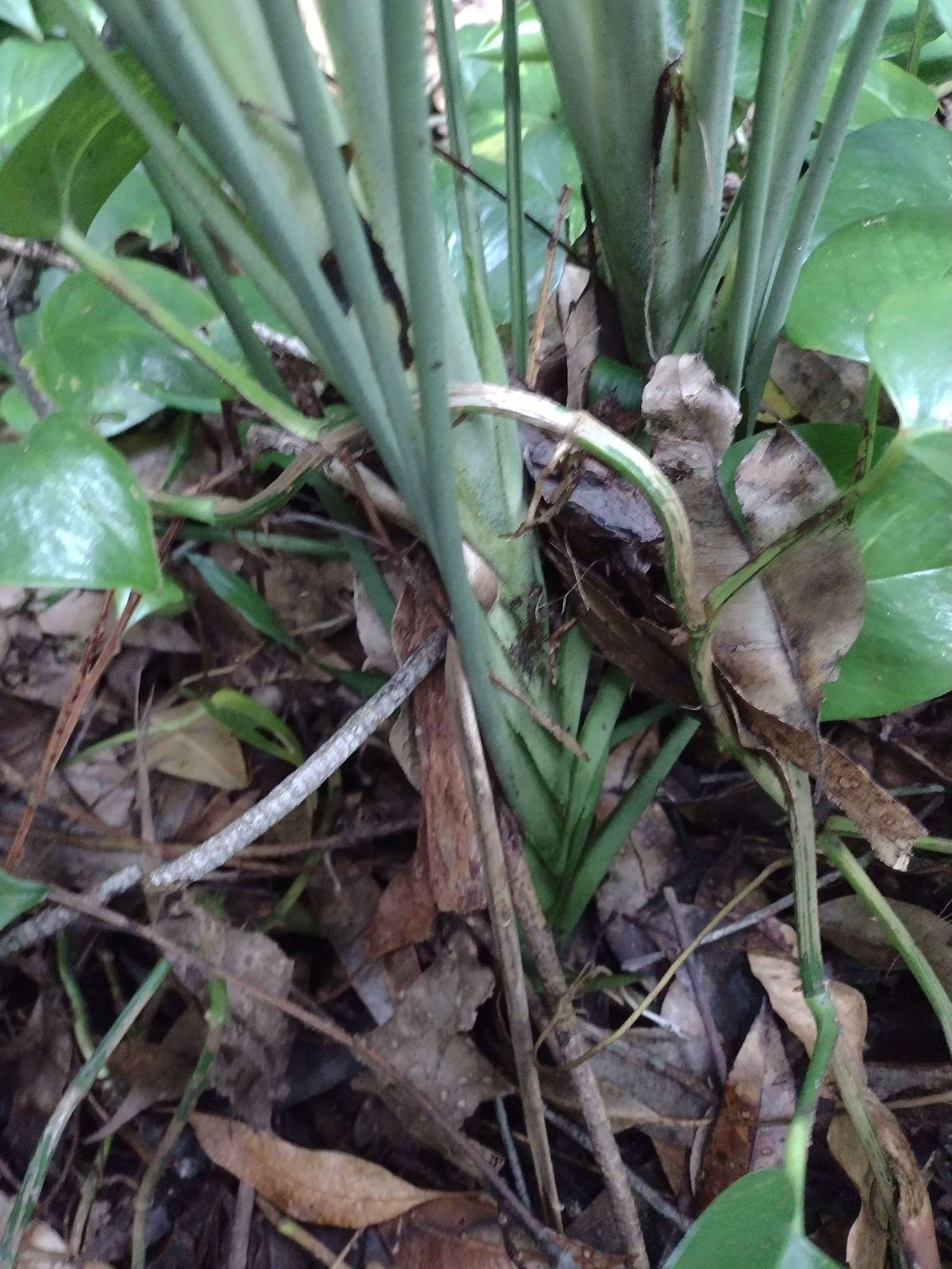 Image of Dracaena aubryana Brongn. ex É. Morren