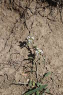 Image of Alpine Northern-Rockcress