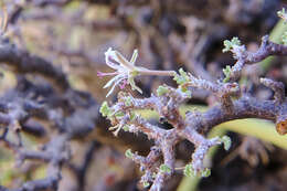 Imagem de Pelargonium xerophyton Schltr. ex Knuth