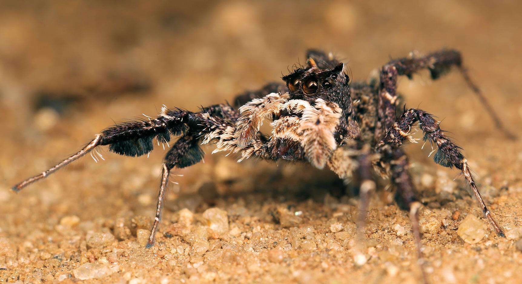 Image of Longleg Dandy Jumping Spider