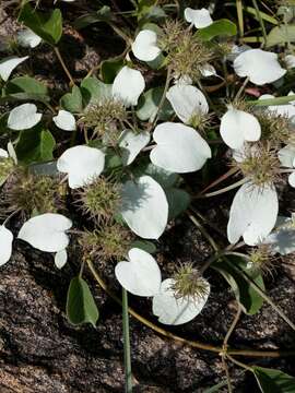 Image of Paederia farinosa (Baker) Puff