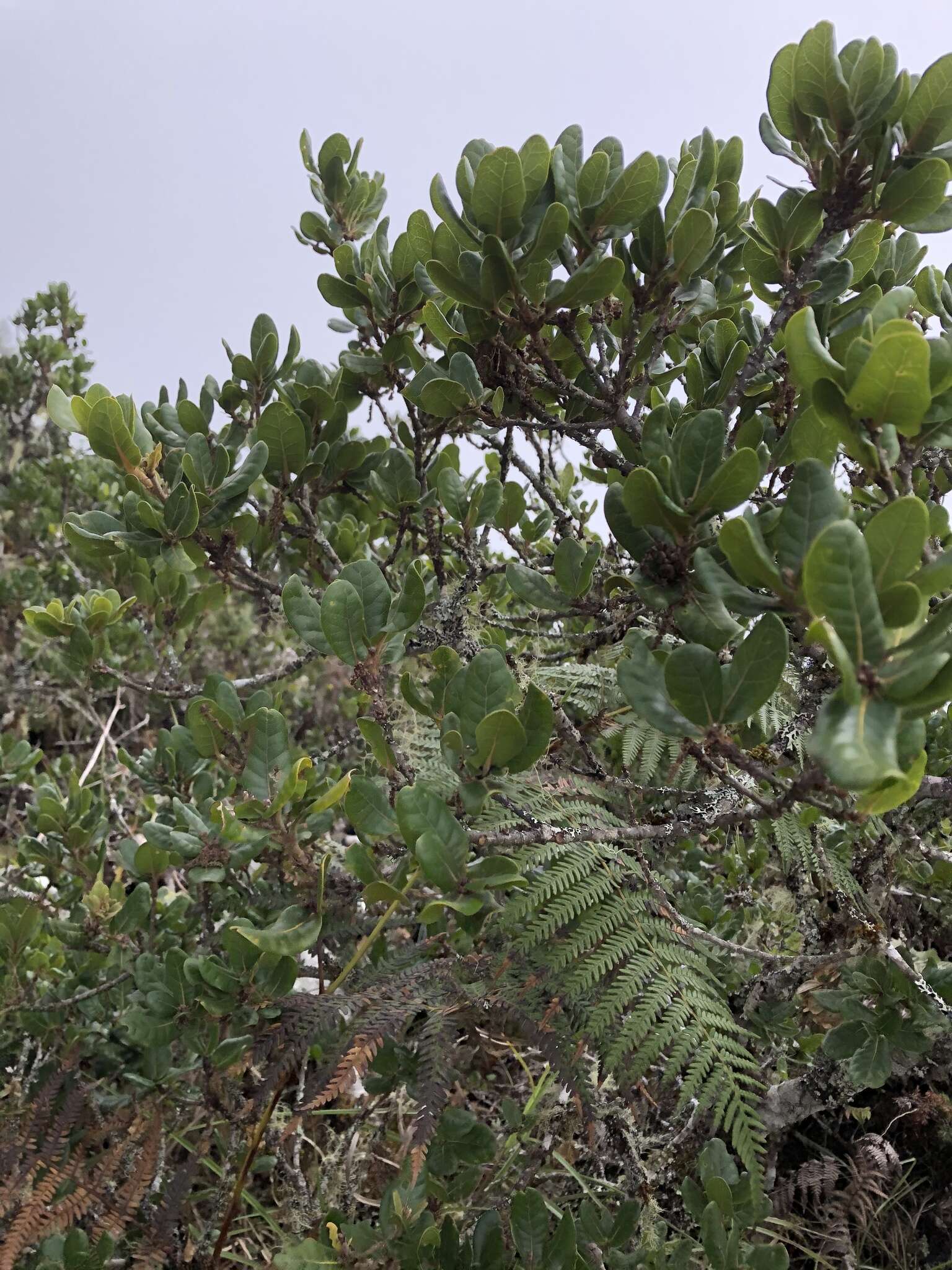 صورة Quercus spinosa David