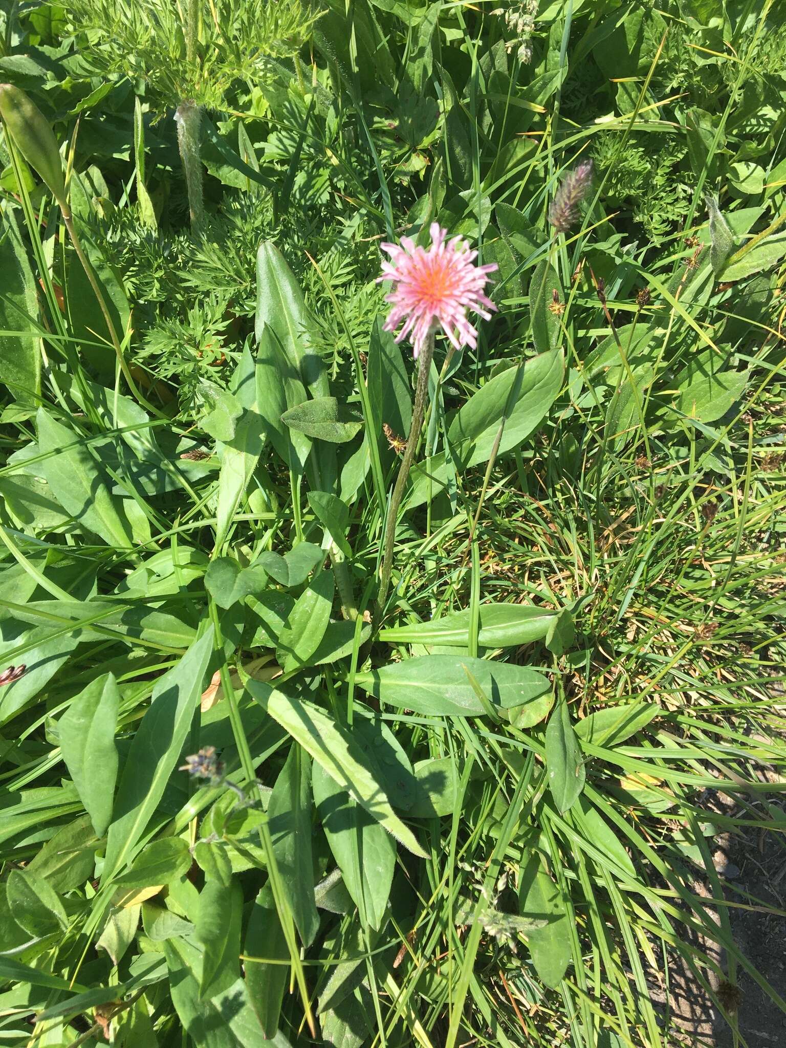 Plancia ëd Agoseris aurantiaca var. carnea (Rydb.) Lesica