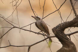 Image de Tephrodornis Swainson 1832