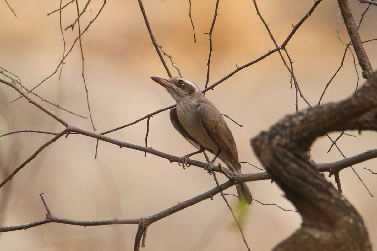 Image de Tephrodornis Swainson 1832