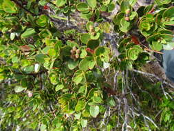 Image of Eucalyptus vernicosa Hook. fil.