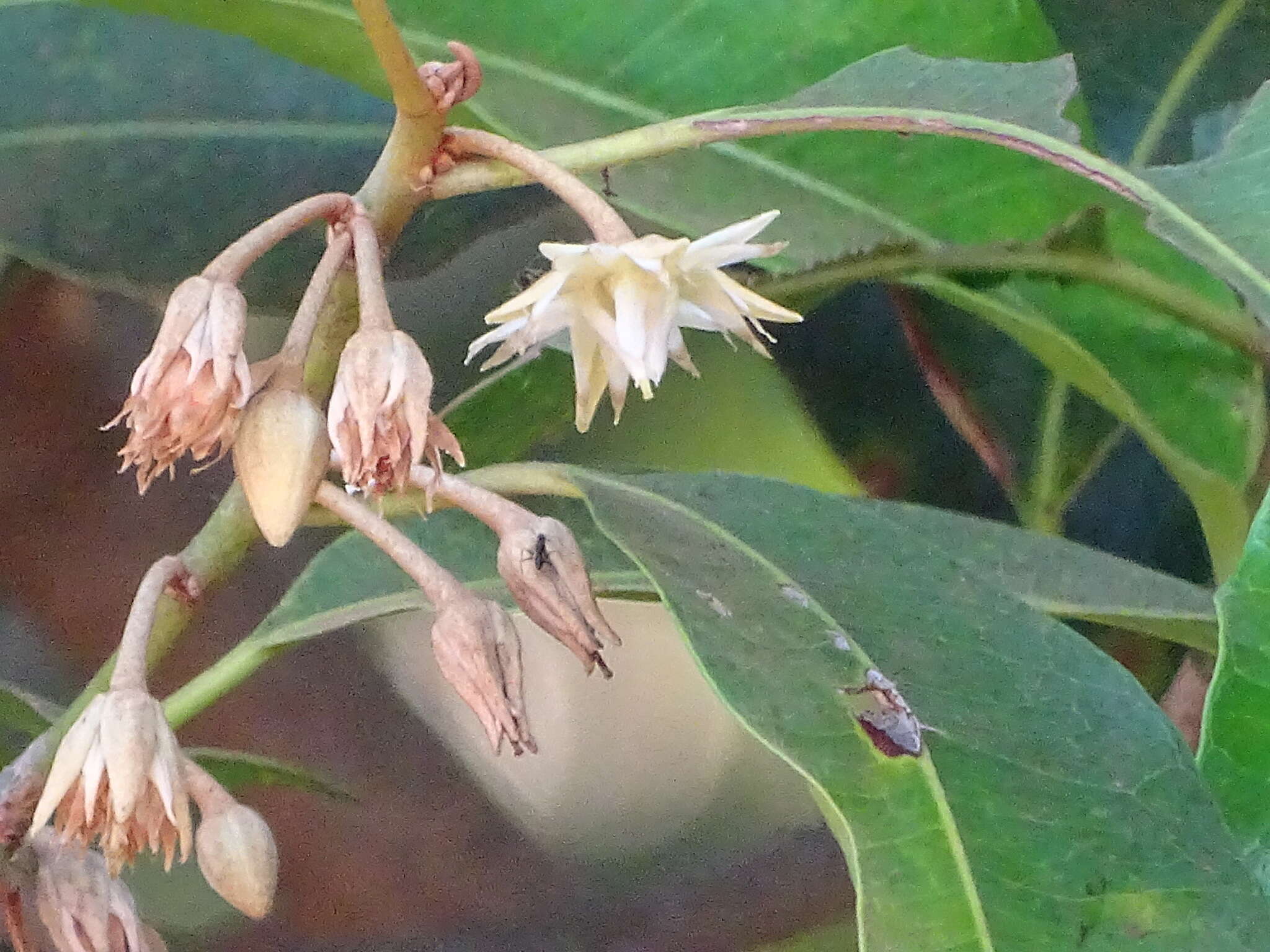 Image of Spanish cherry