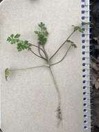 Imagem de Chaerophyllum procumbens (L.) Crantz