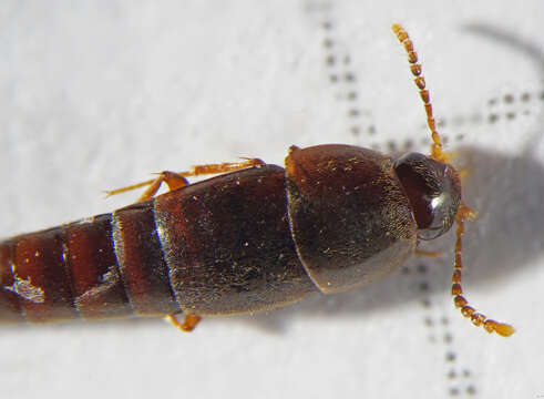 Слика од Sepedophilus testaceus (Fabricius 1792)