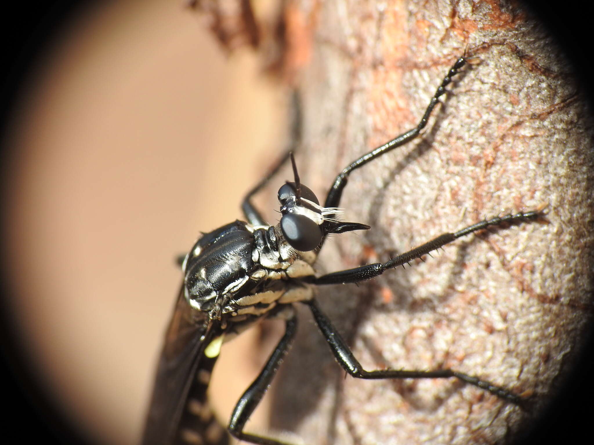 Image de Chryseutria nigrina Hardy 1928