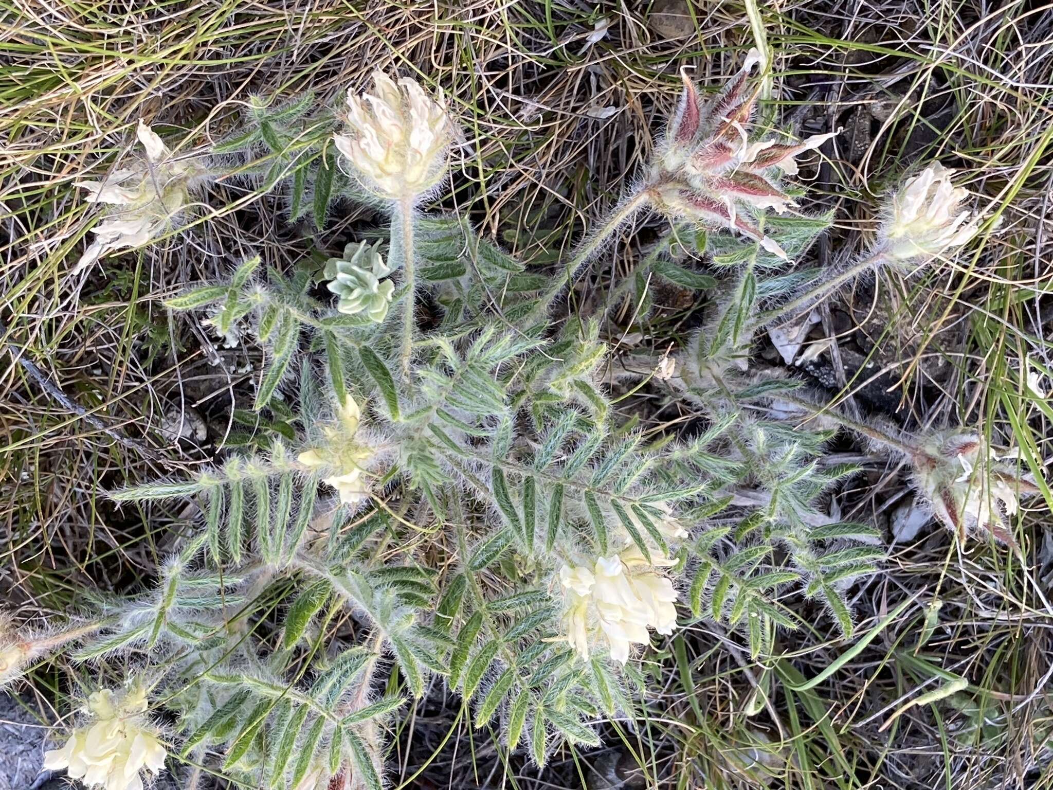 Image de Oxytropis pallasii Pers.