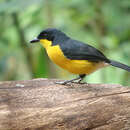 Image of Yellow-breasted Boubou